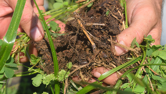 Agricultura regenerativa